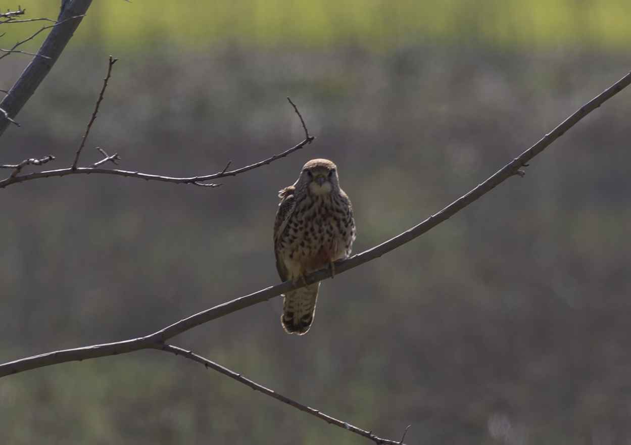 Merlin