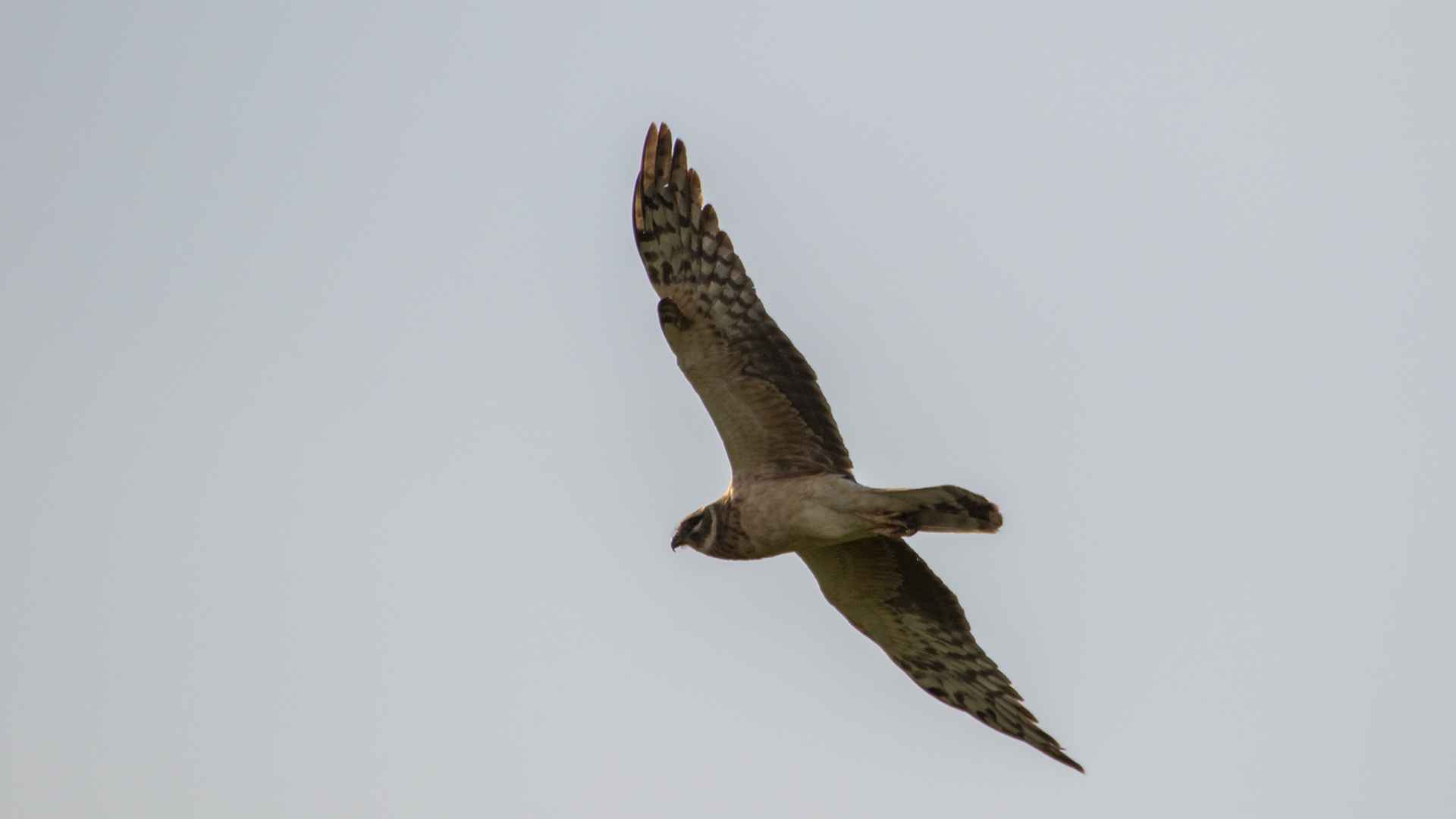 Montagu's Harrier
