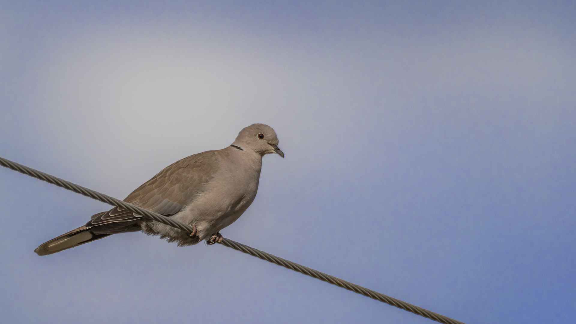 Eurasian Collared-Dove