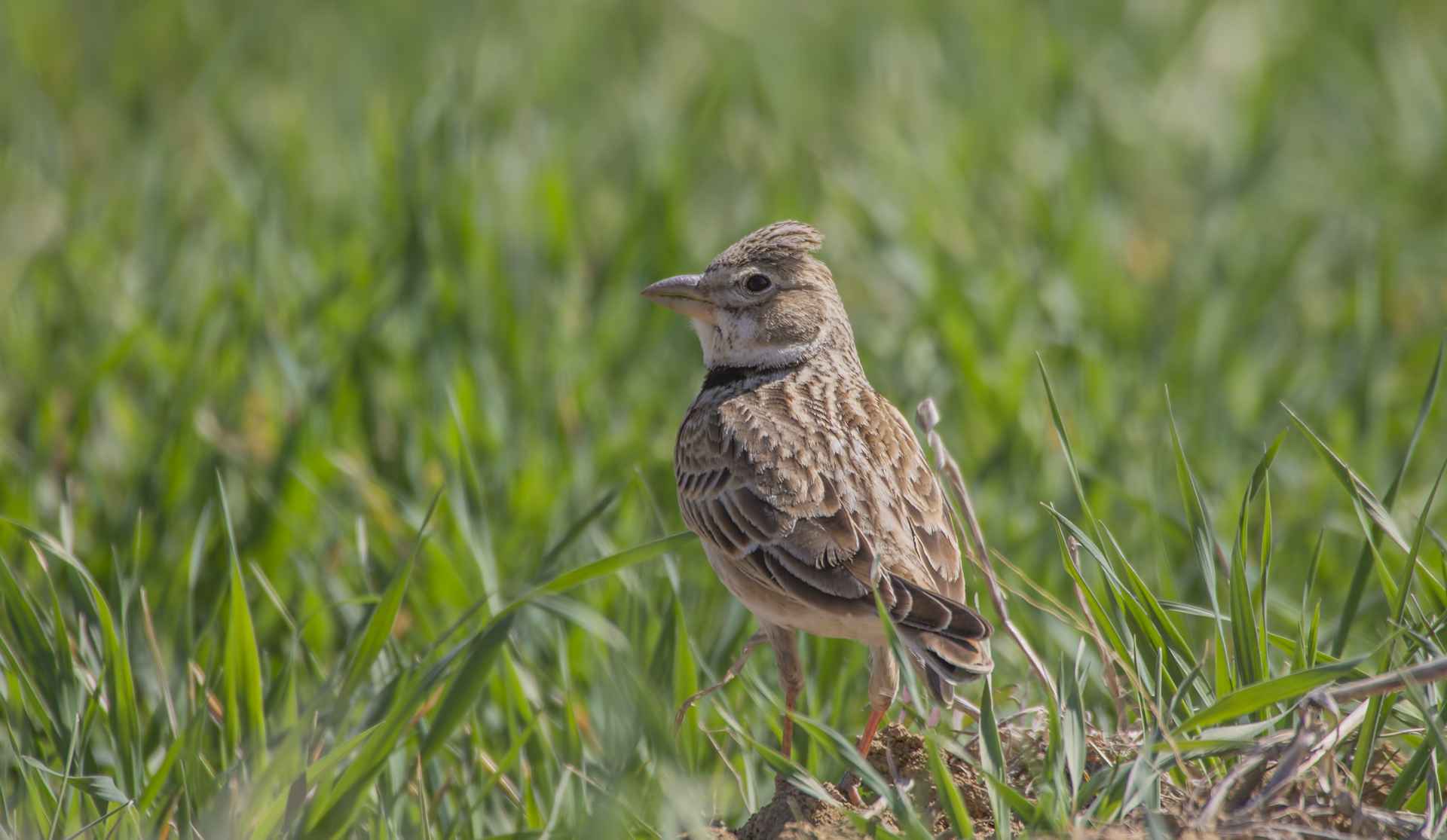 Calandra Lark