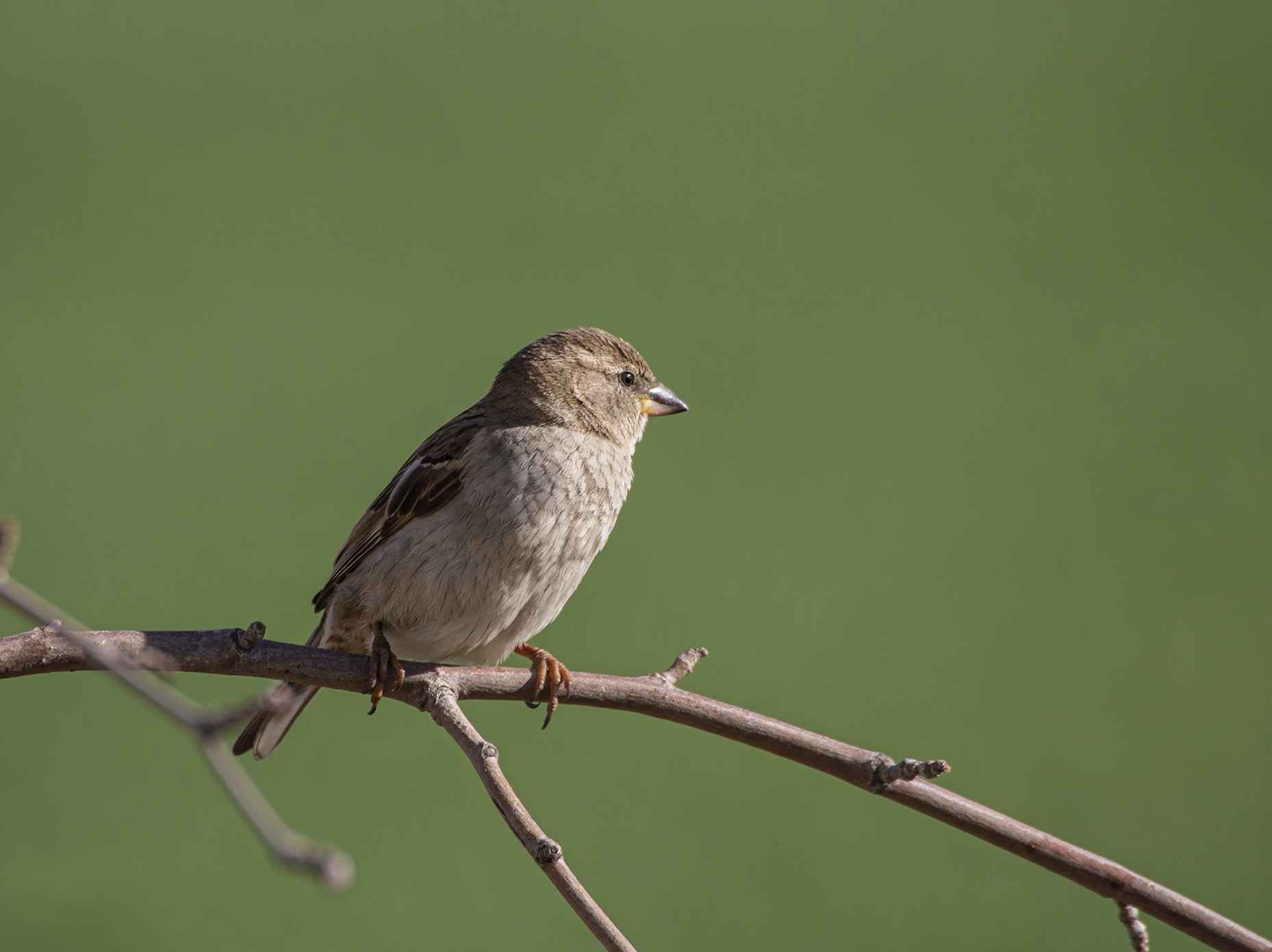 House Sparrow
