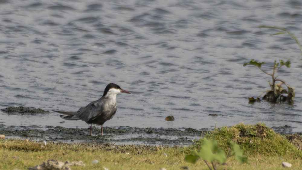 Whiskered Tern