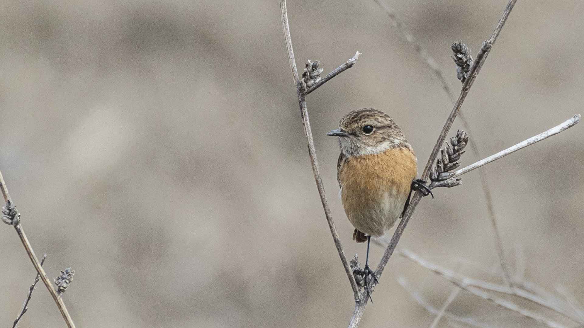 European Stonechat