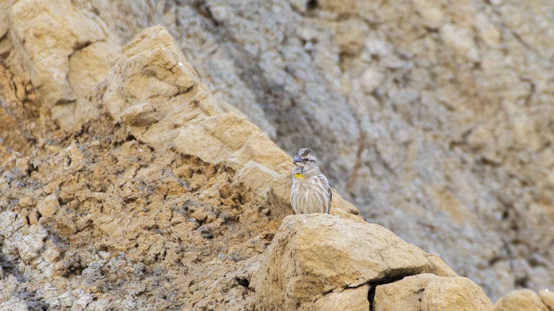 Rock Sparrow