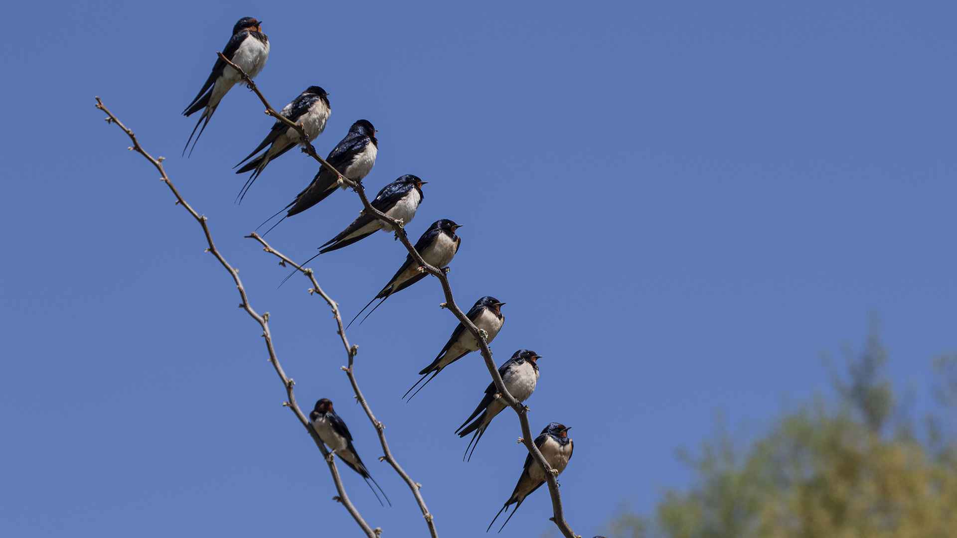 Barn Swallow