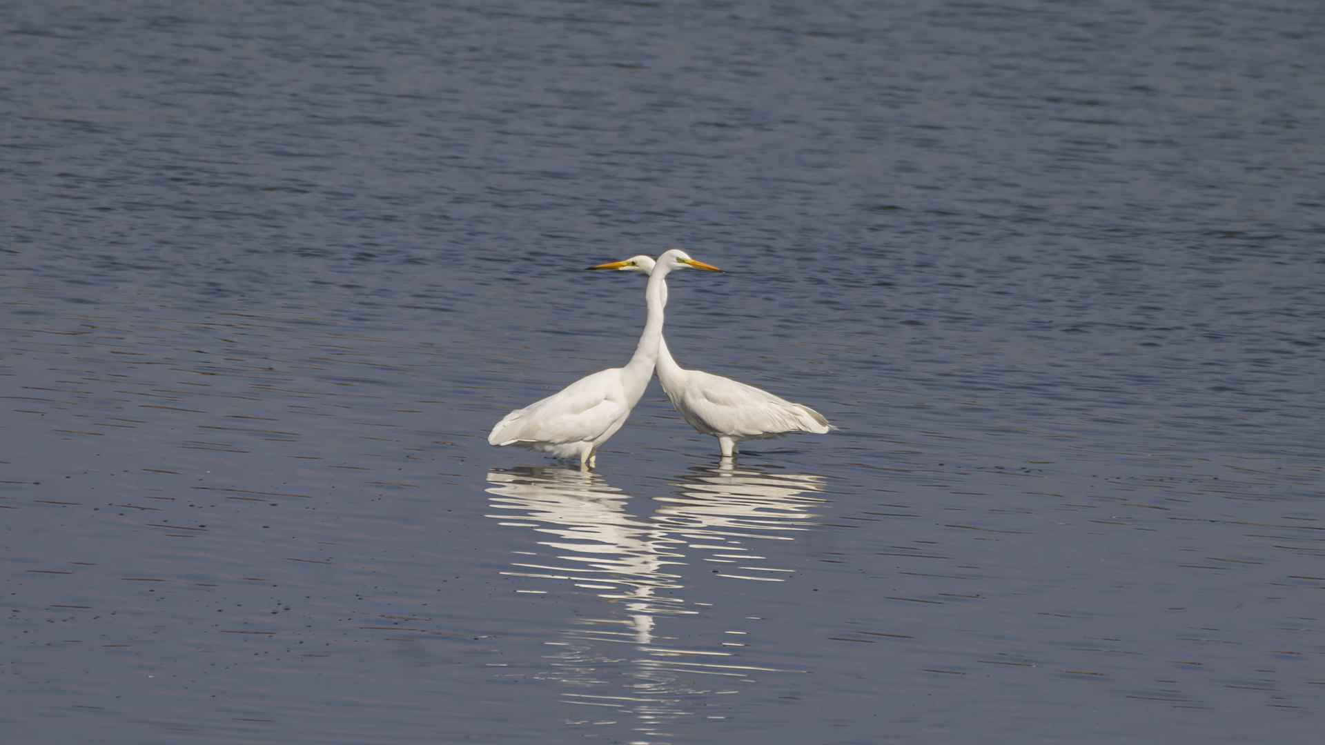 Great Egret