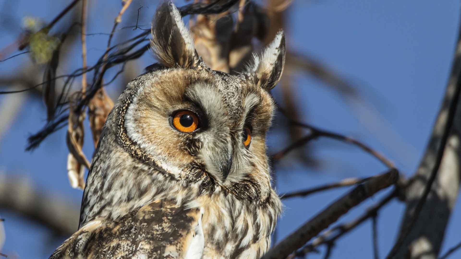 Long-eared Owl