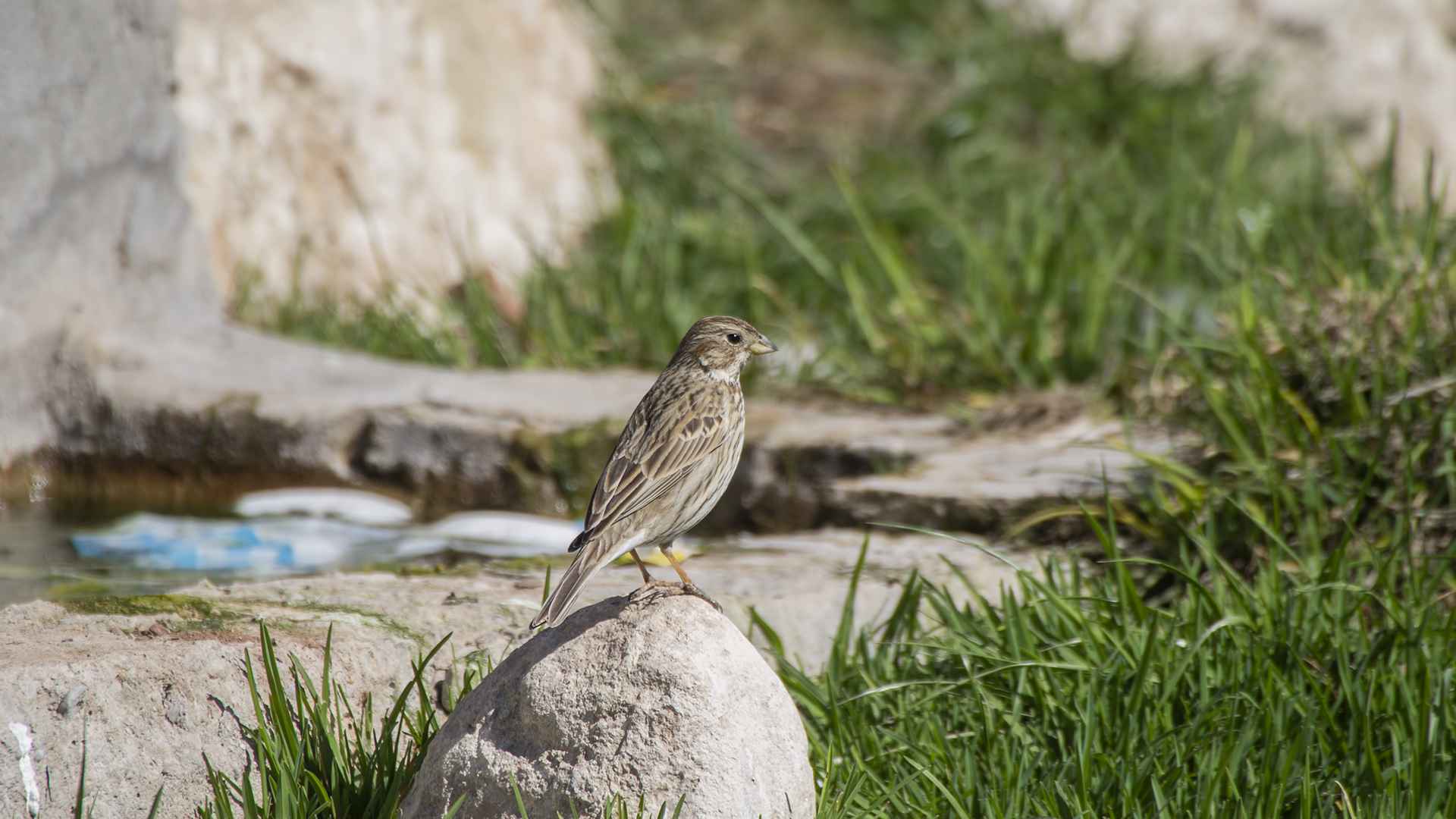 Corn Bunting