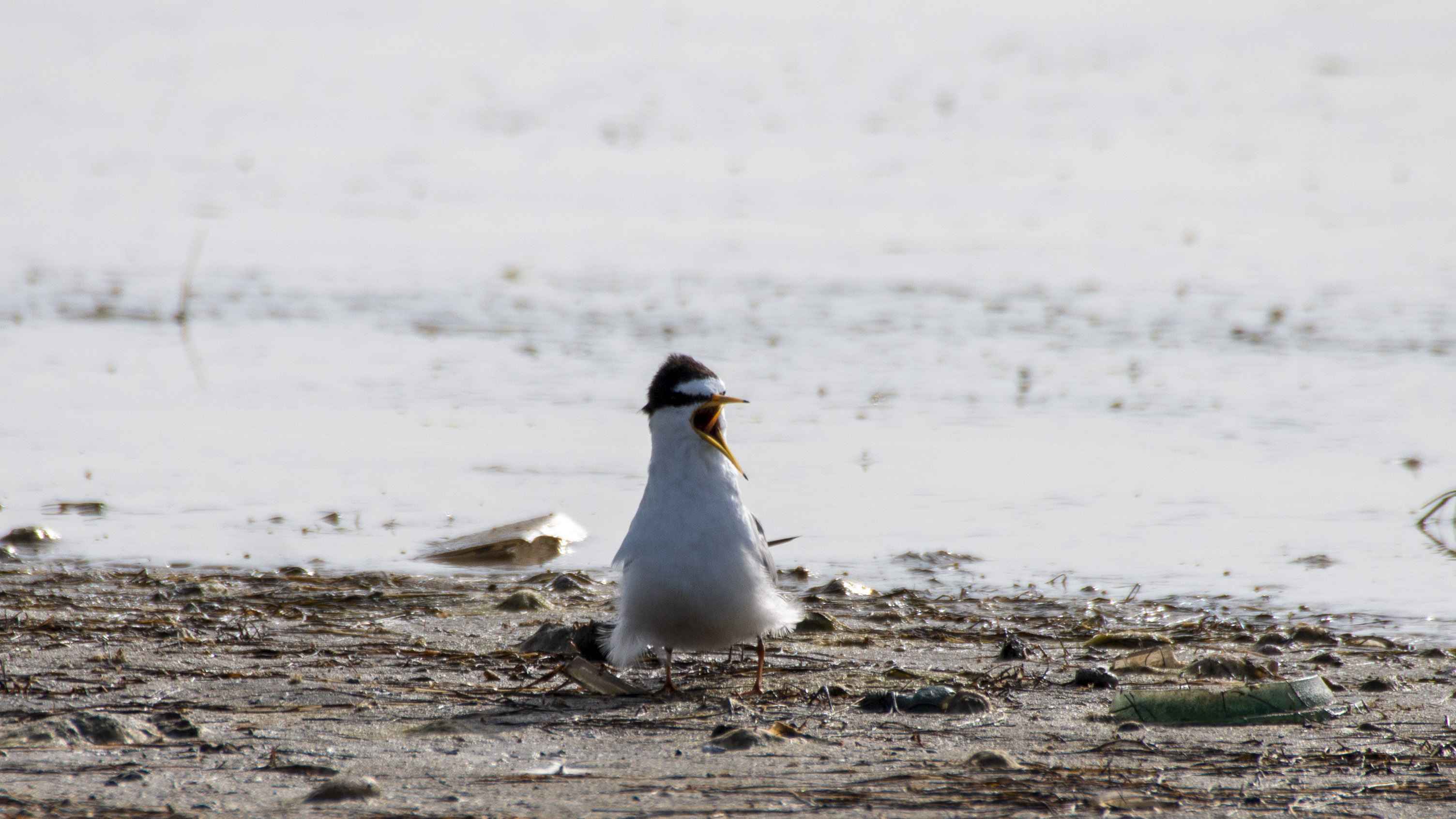Little Tern