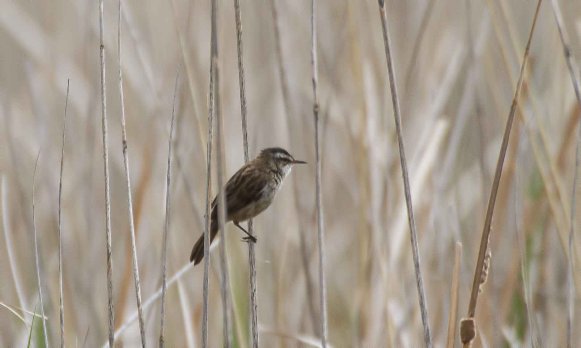 Moustached Warbler