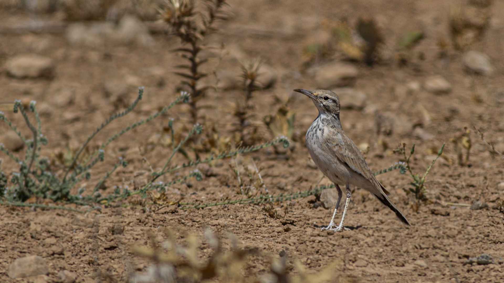 Greater Hoopoe-Lark