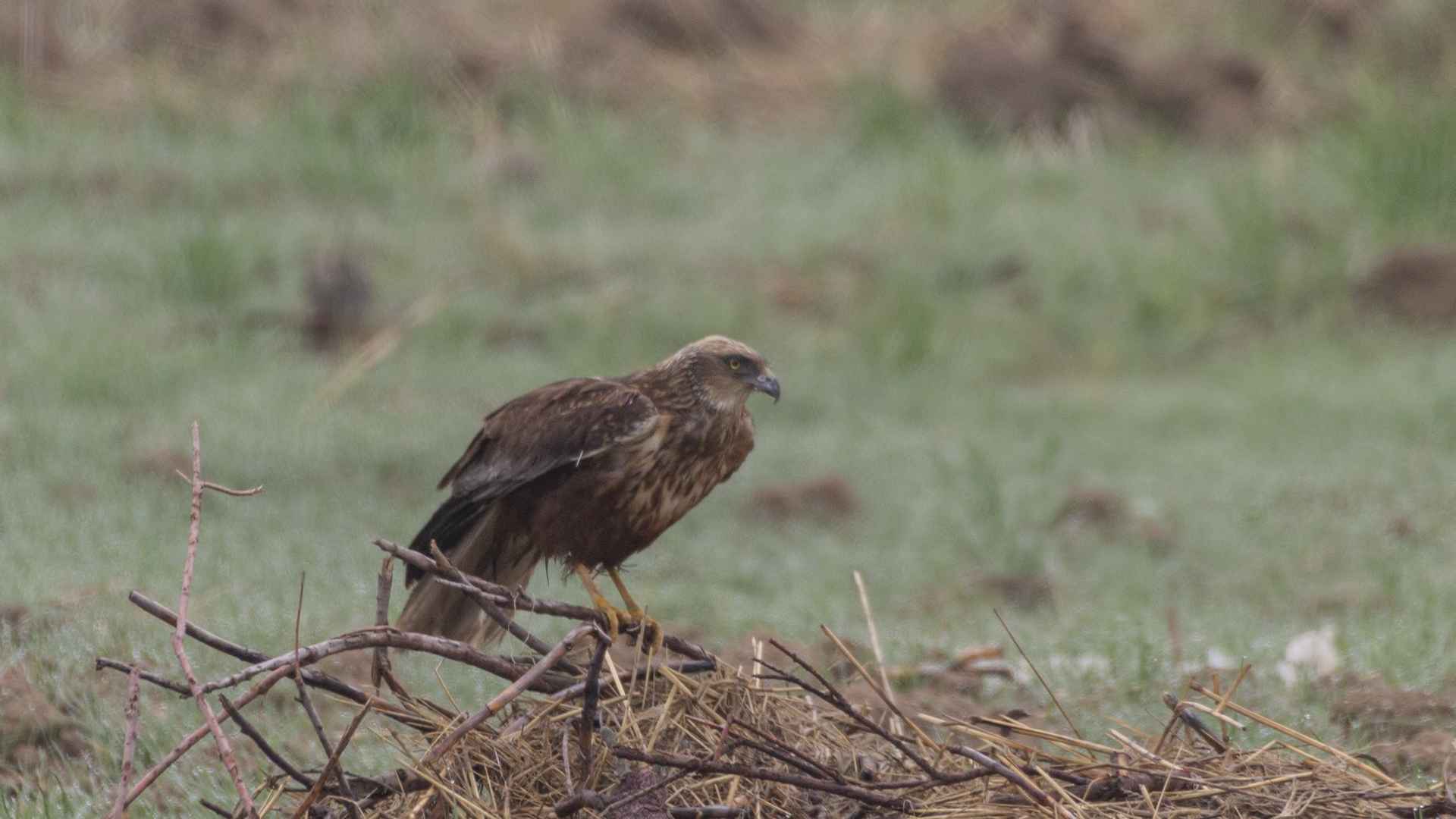 Black Kite