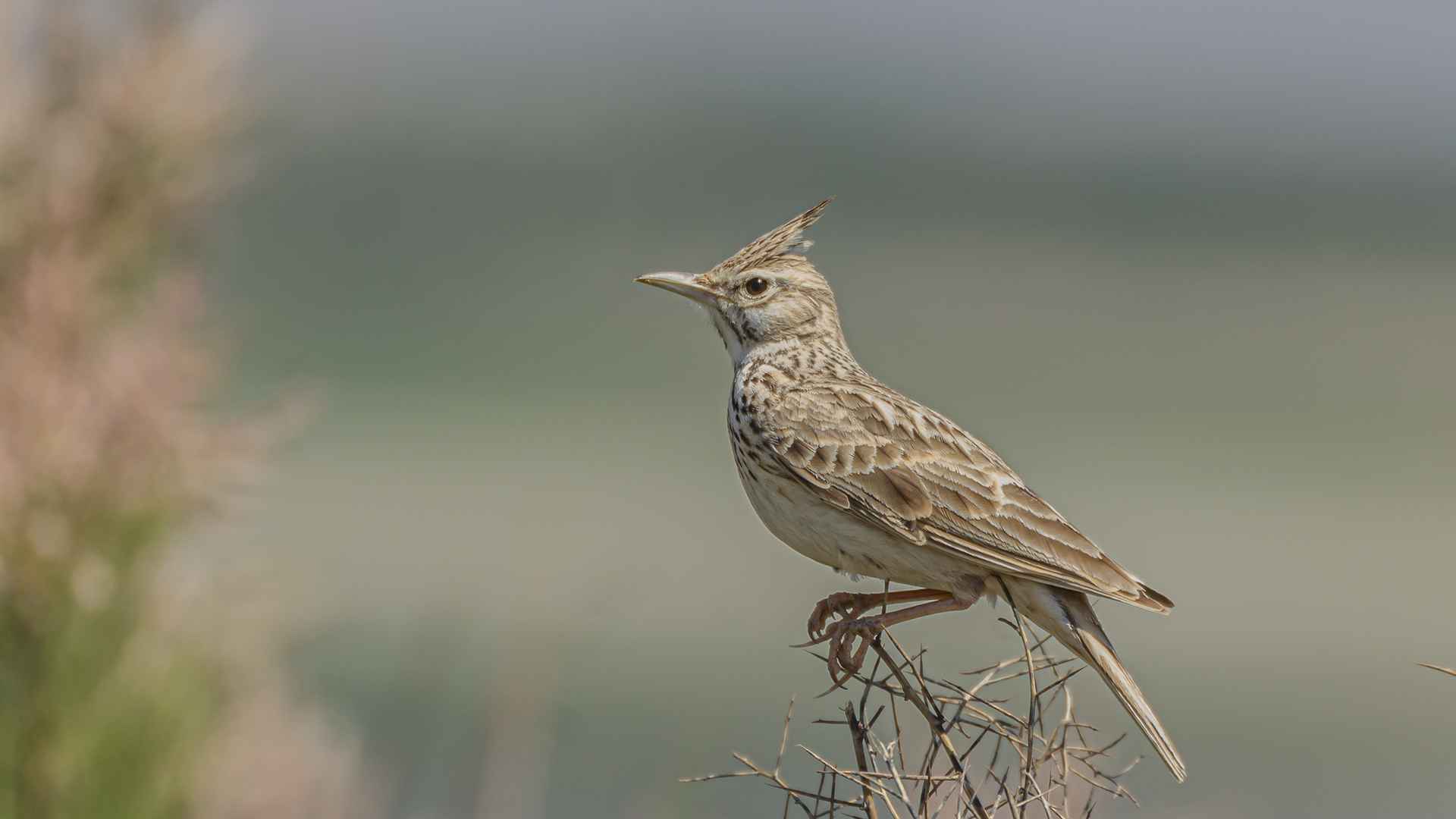 Crested Lark