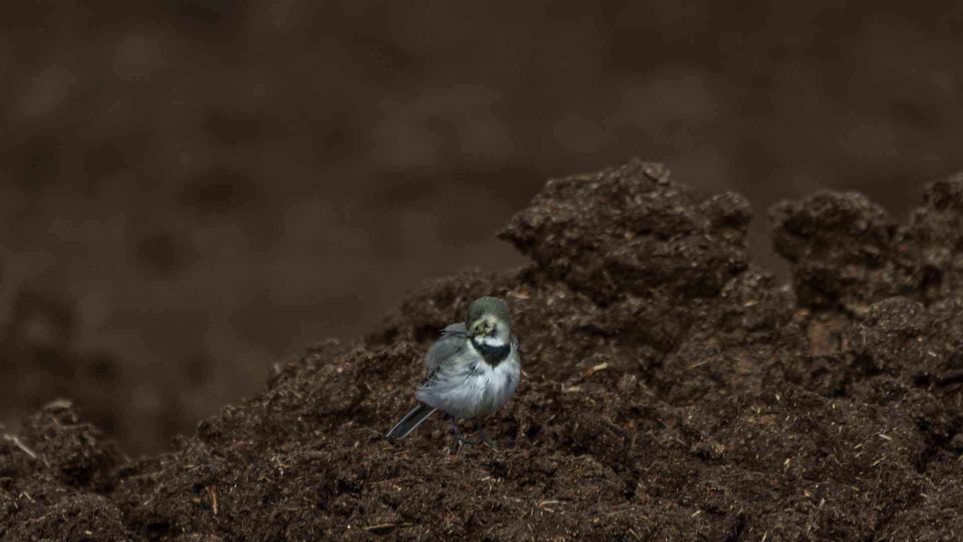 White Wagtail