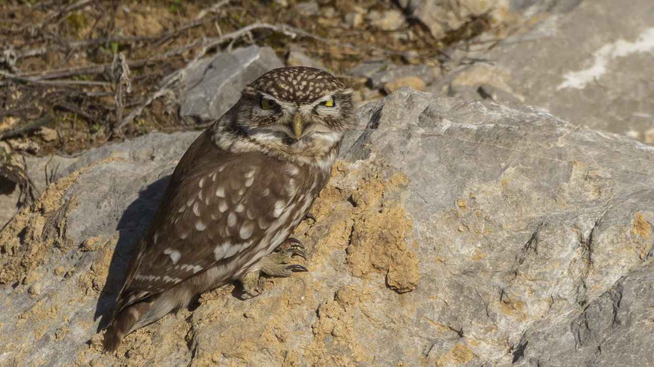Little Owl