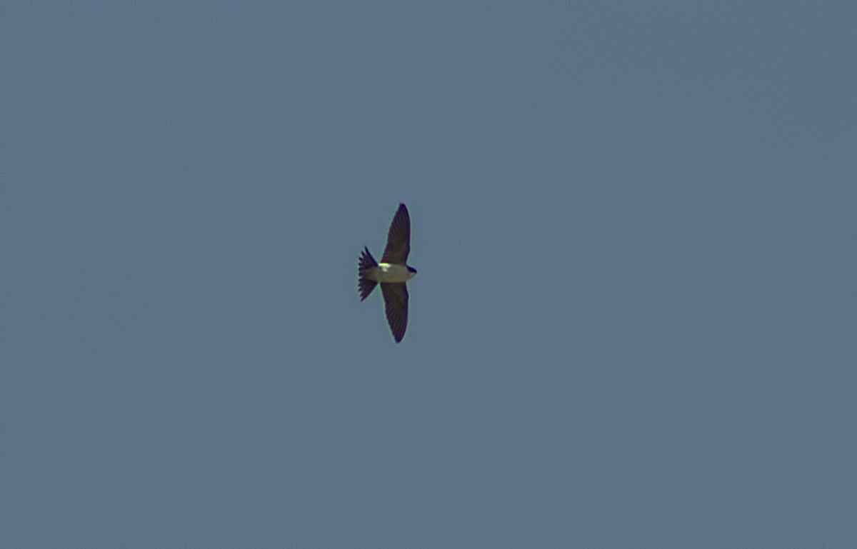 Common House-Martin
