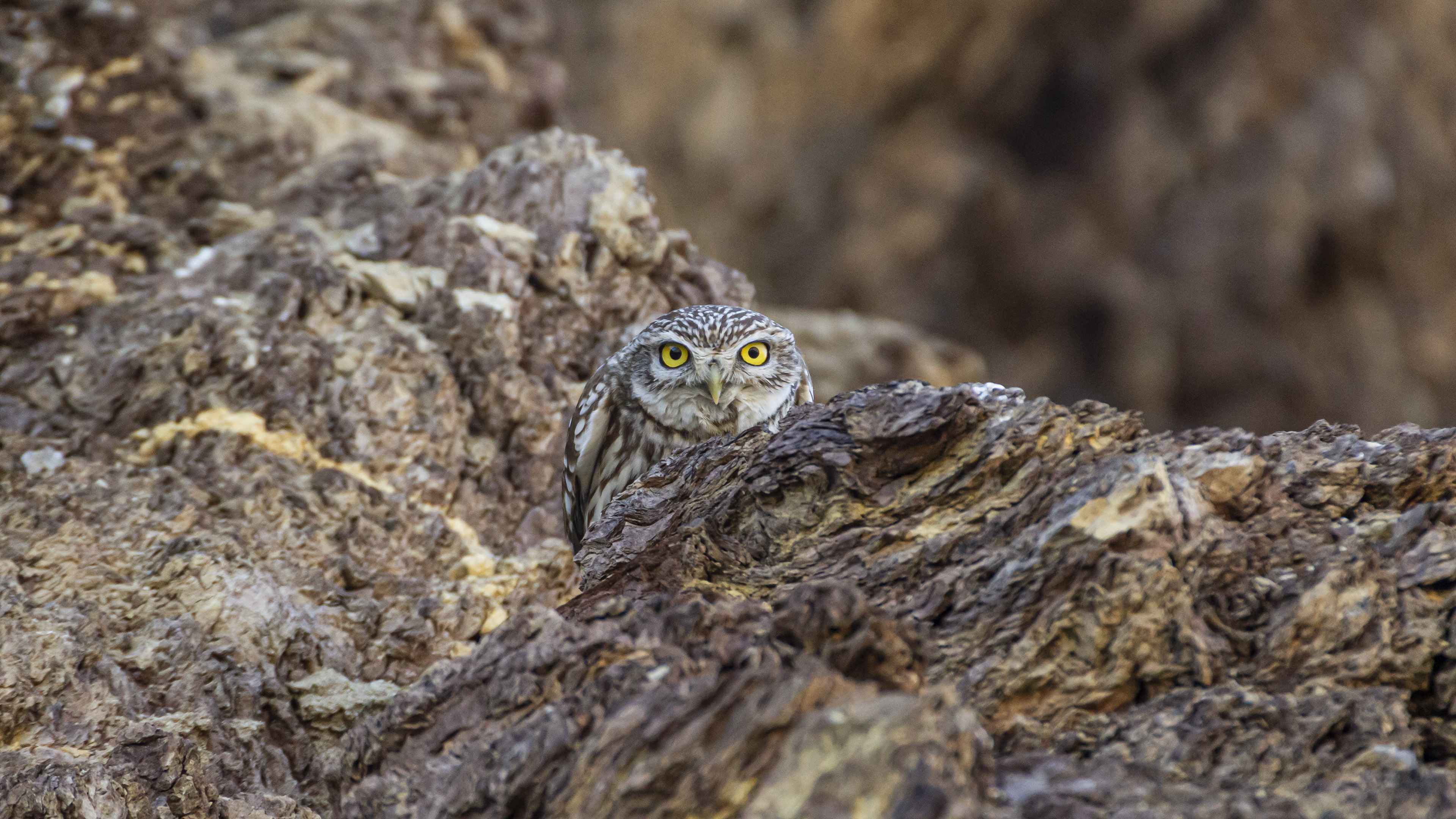 Little Owl