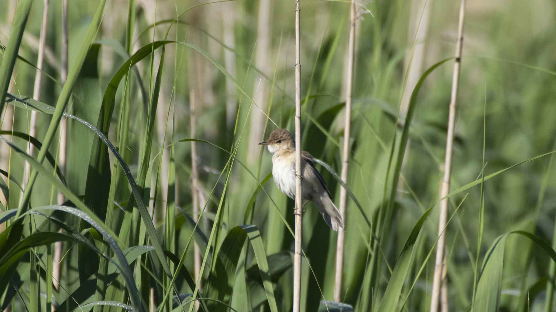 Eleonora's Falcon