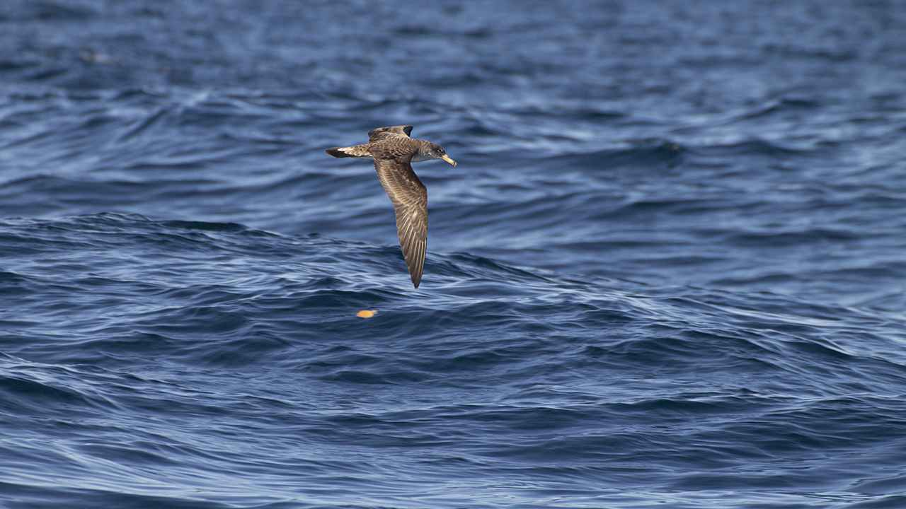Cory's Shearwater