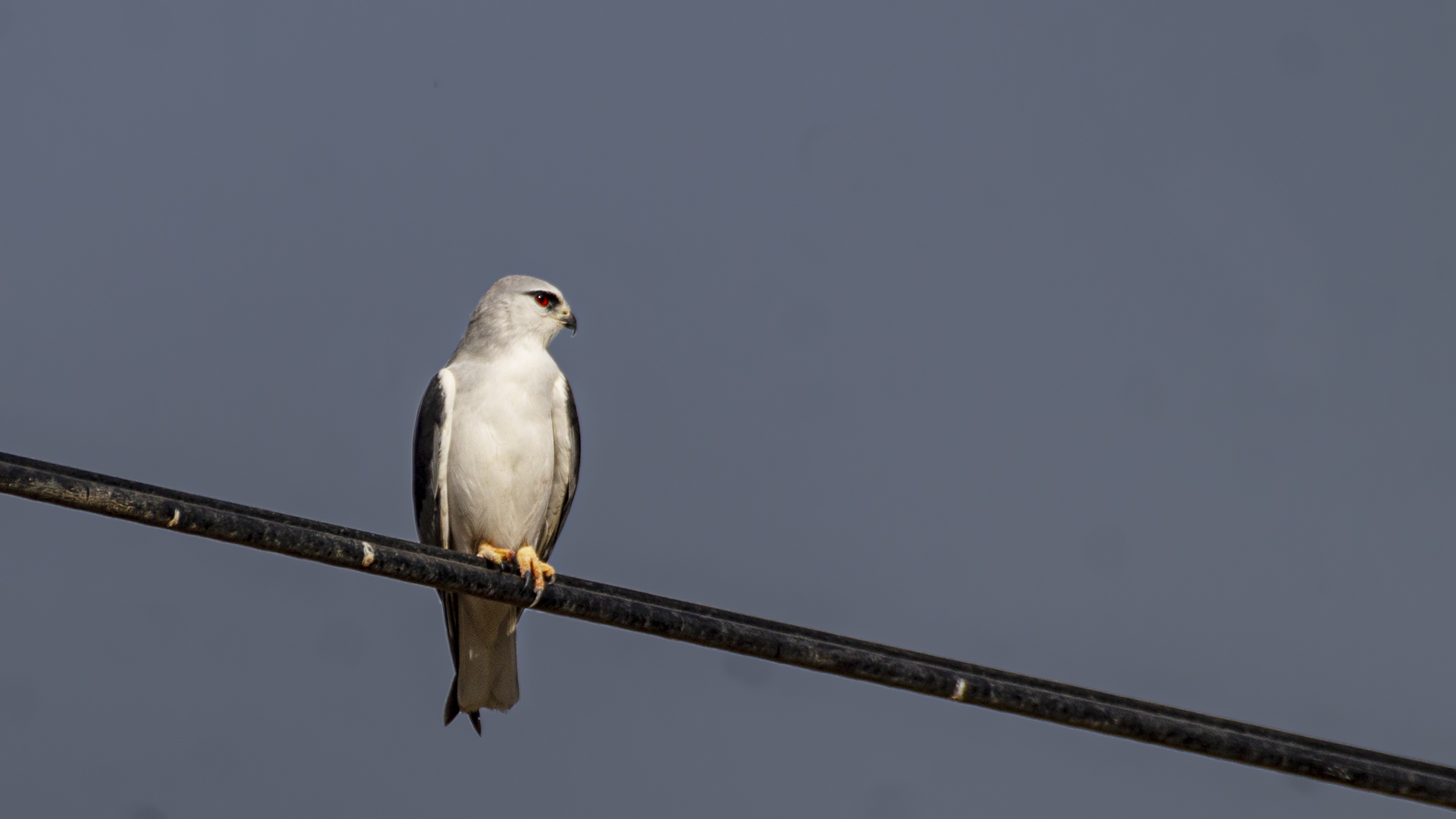 Black-winged Kite