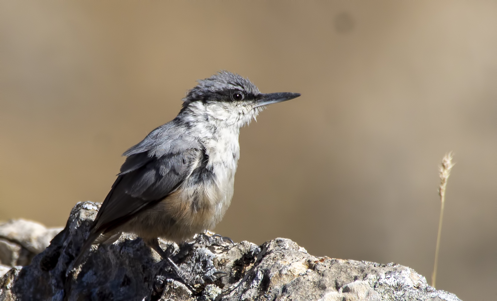 Western Rock Nuthatch