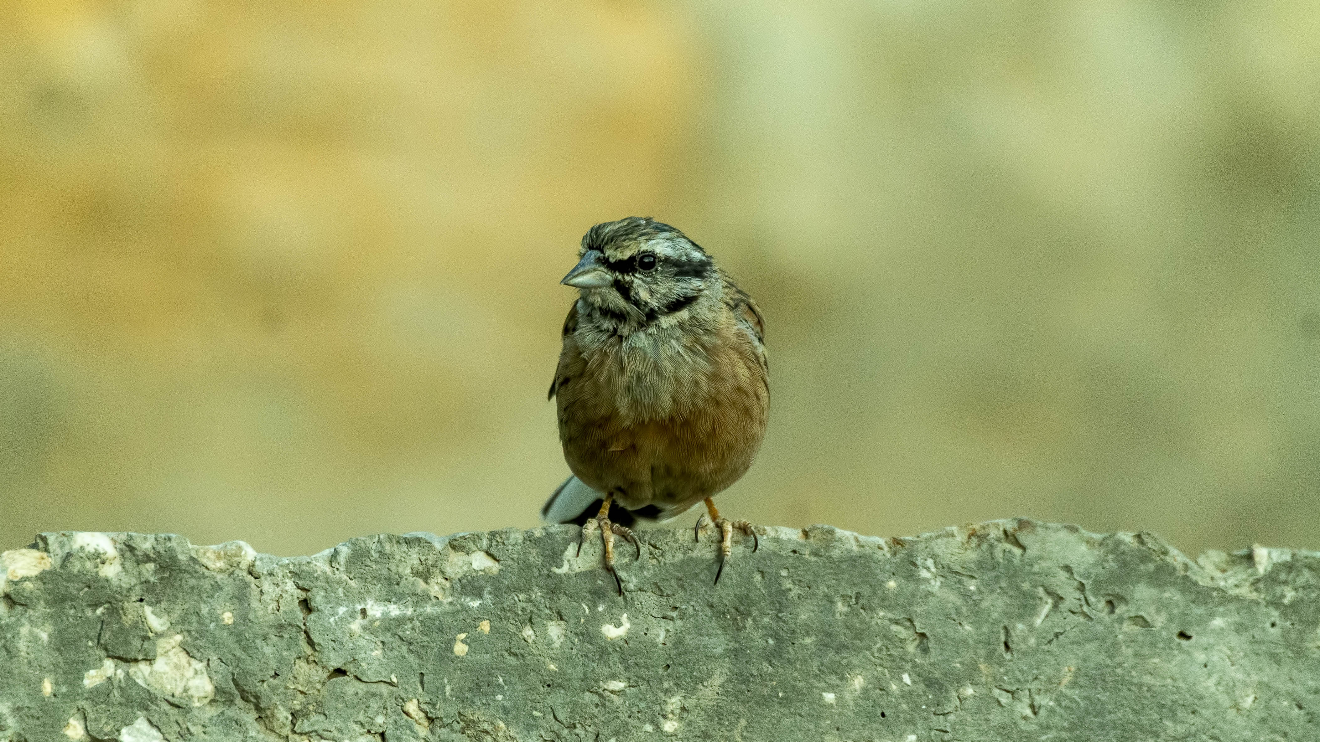 Rock Bunting