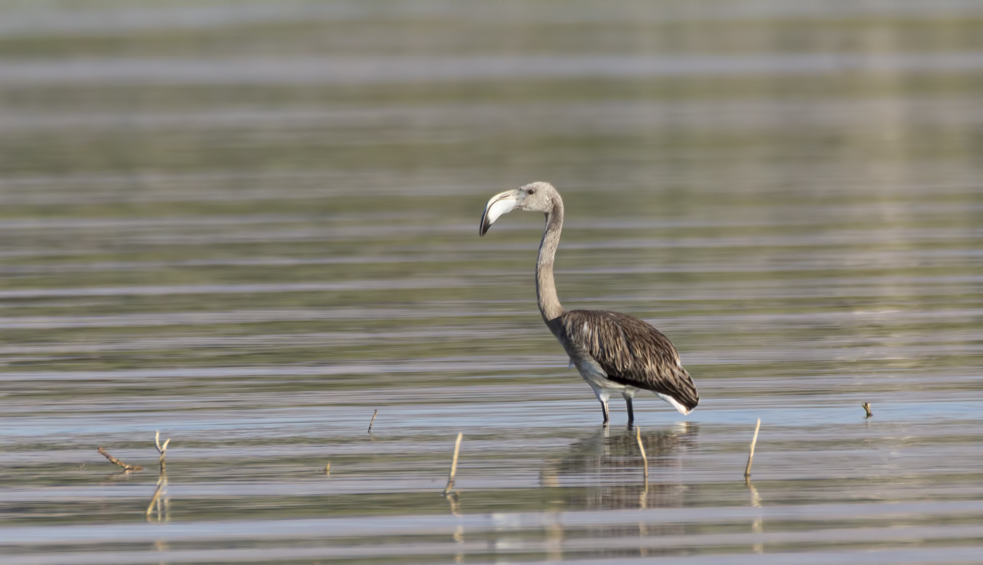 Greater Flamingo
