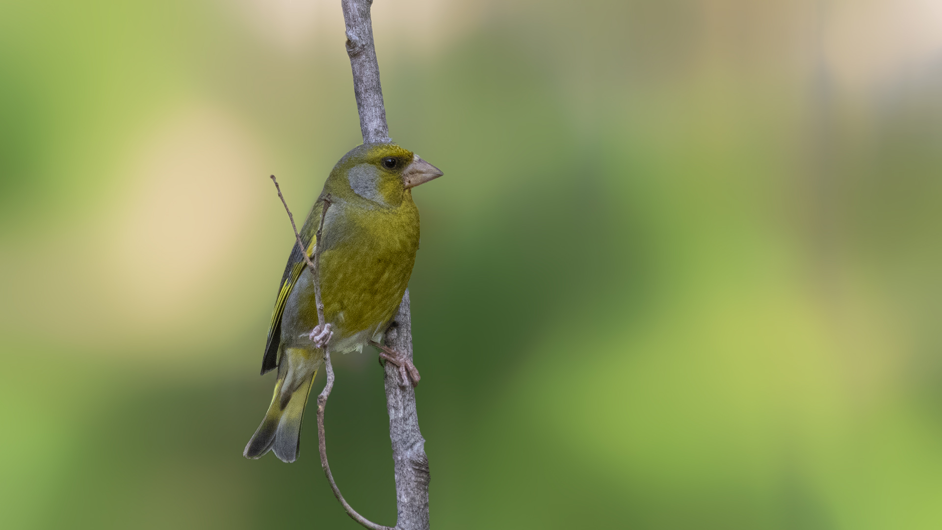 European Greenfinch