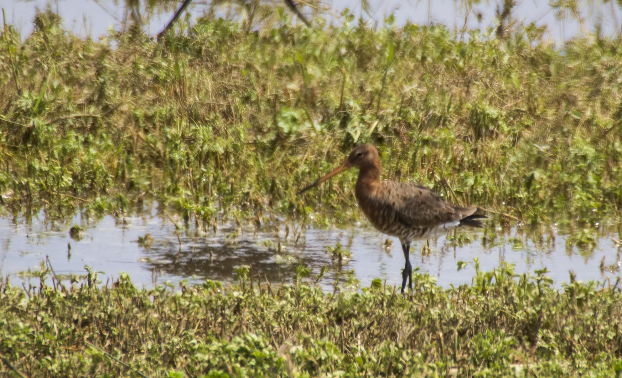 Black-tailed Godwit