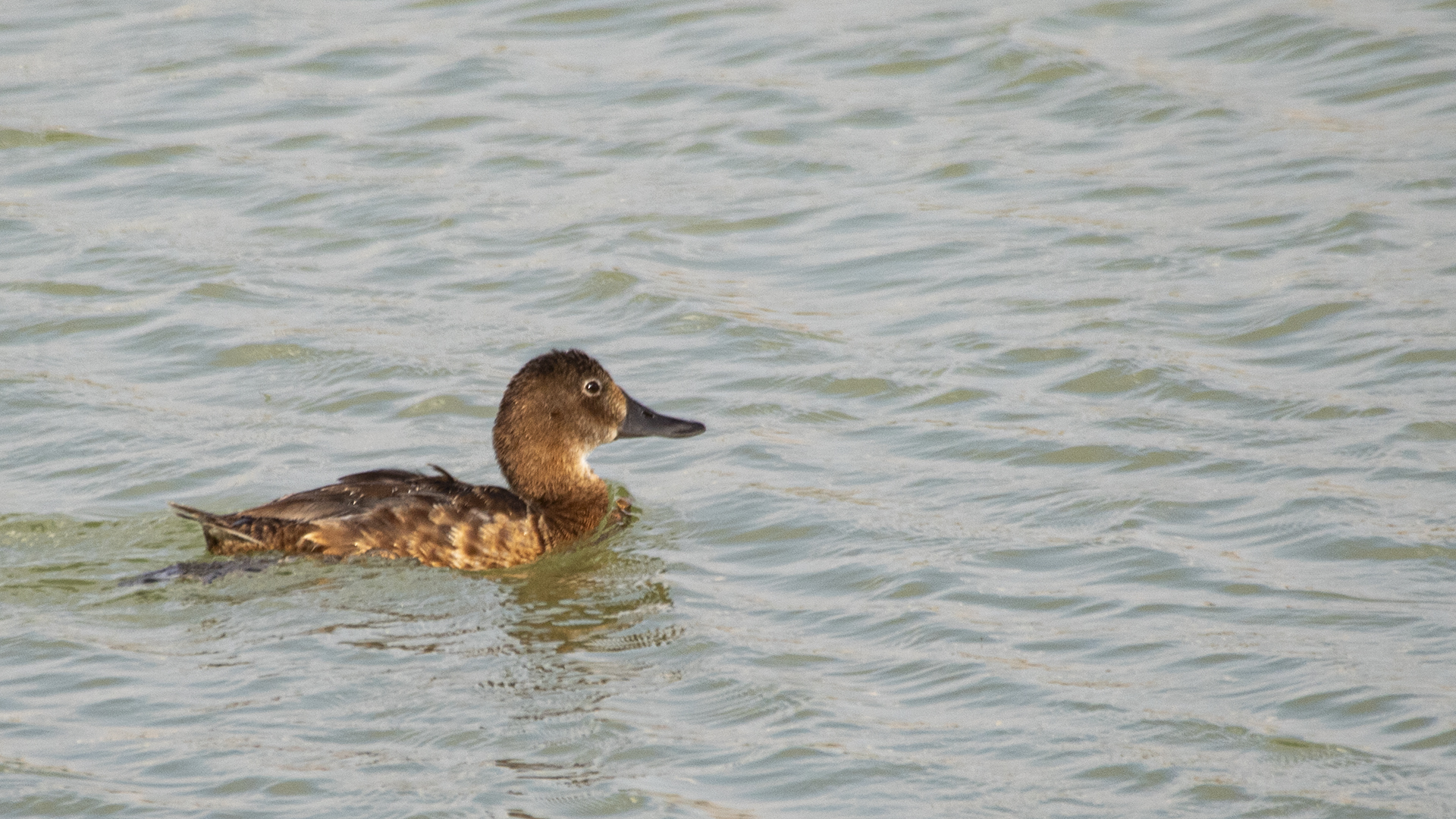 Ferruginous Duck