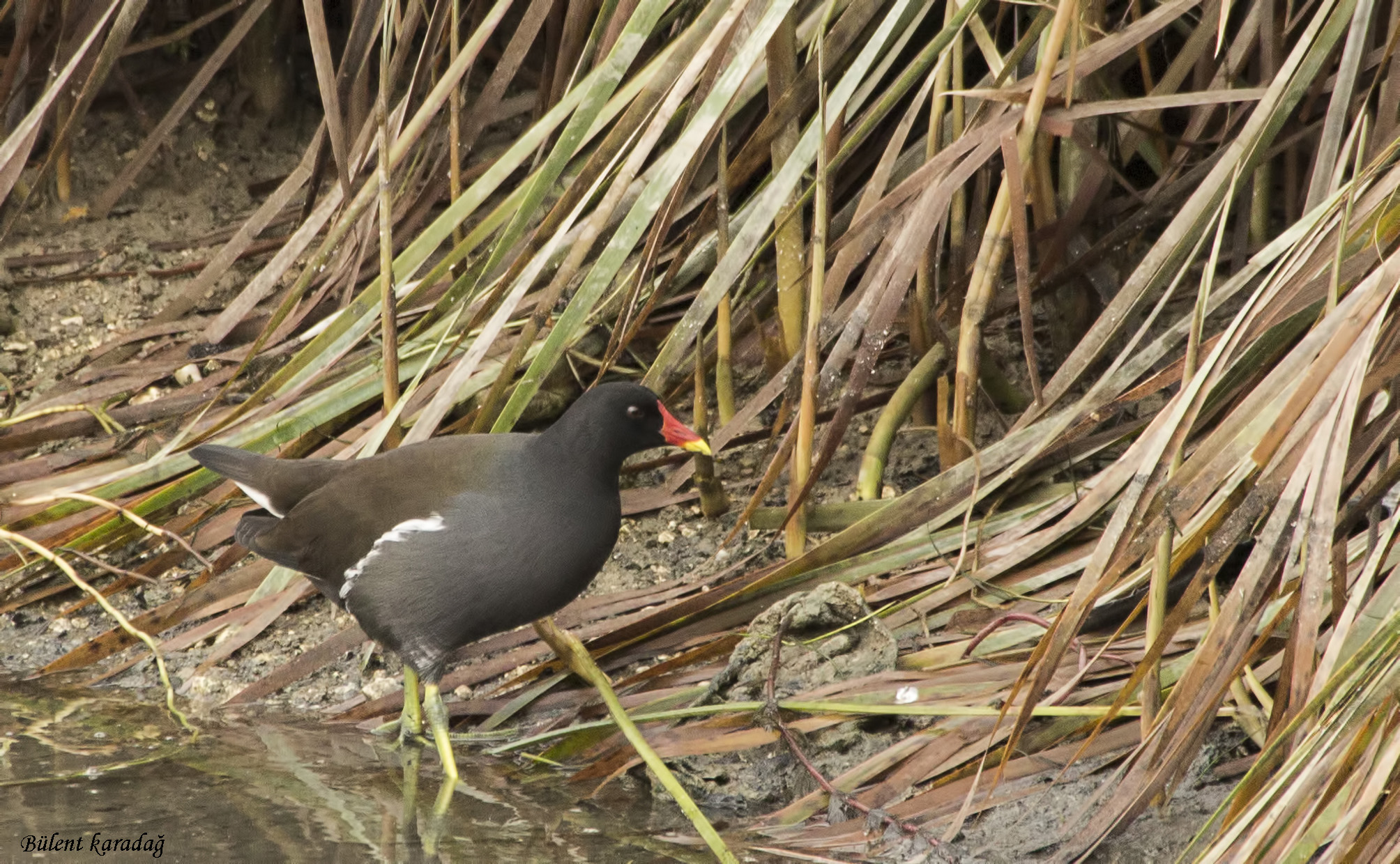 Eurasian Moorhen