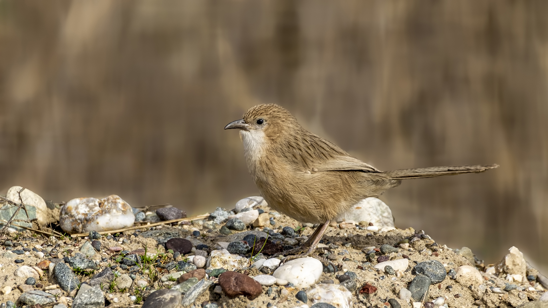 Iraq Babbler
