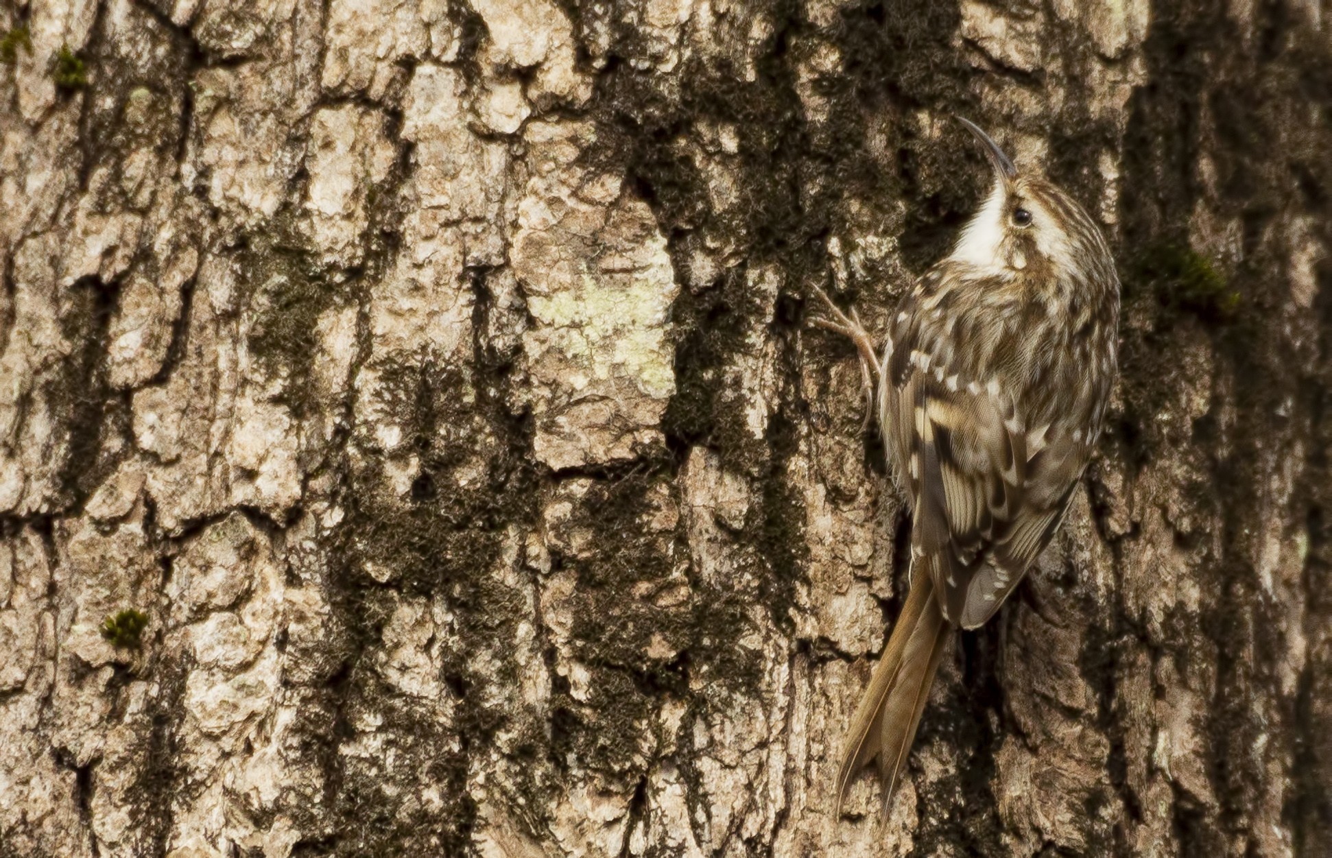 Eurasian Treecreeper