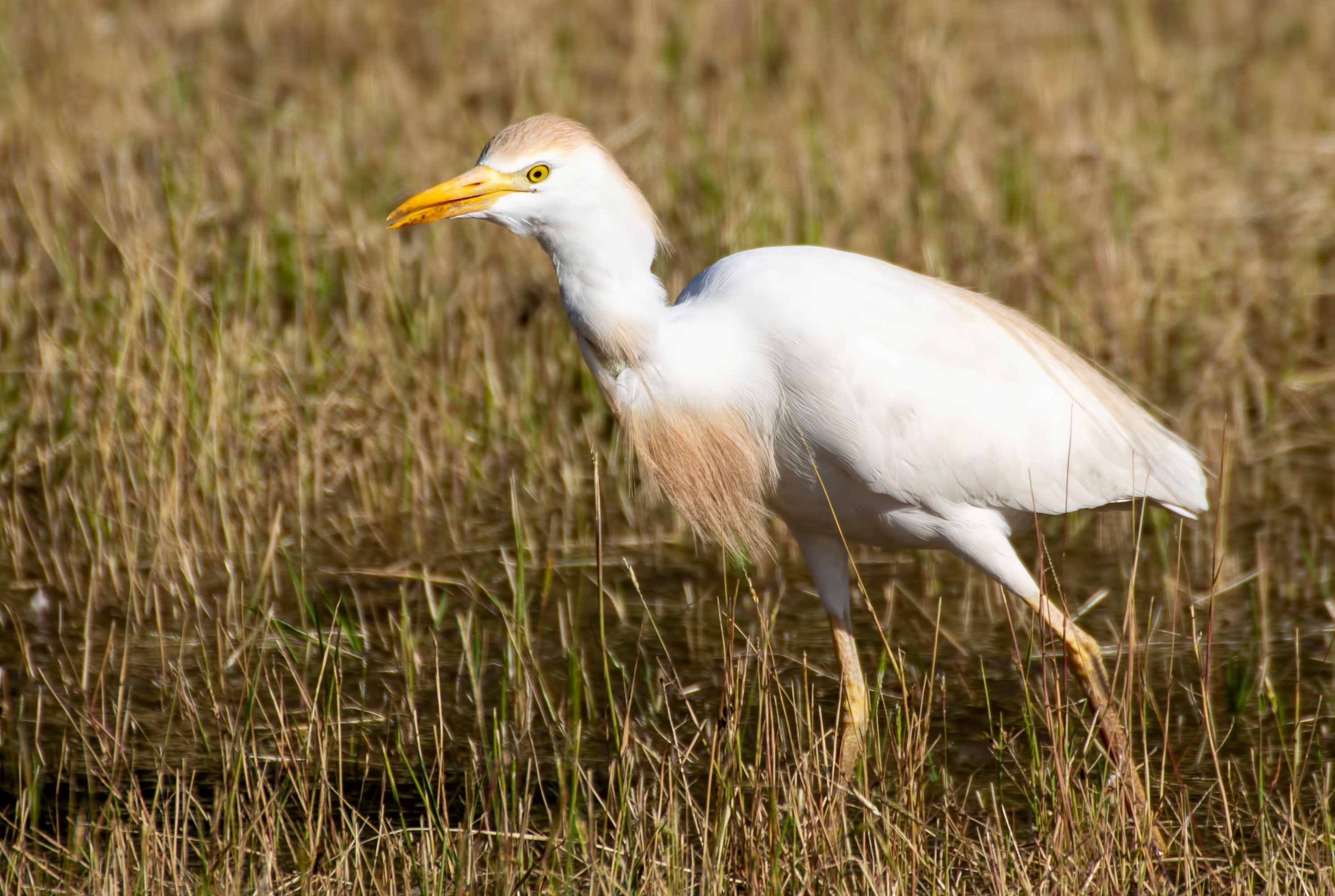 Cattle Egret
