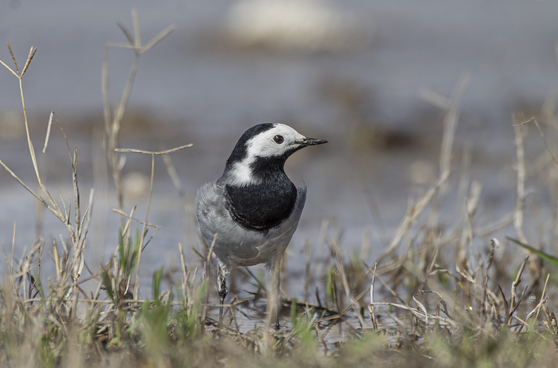 White Wagtail