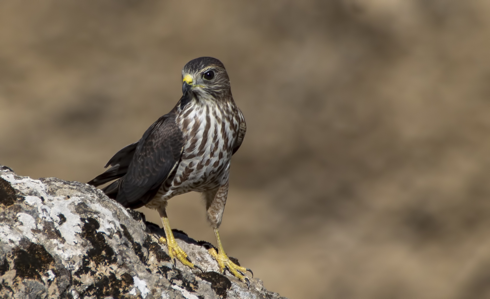 Levant Sparrowhawk