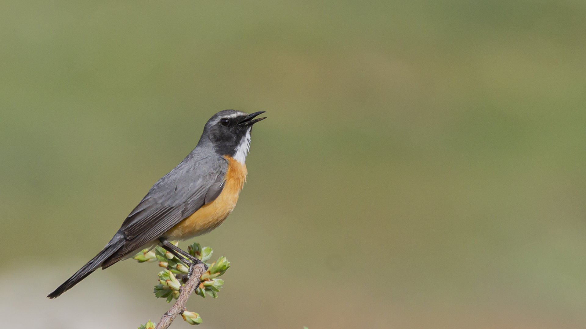 White-throated Robin