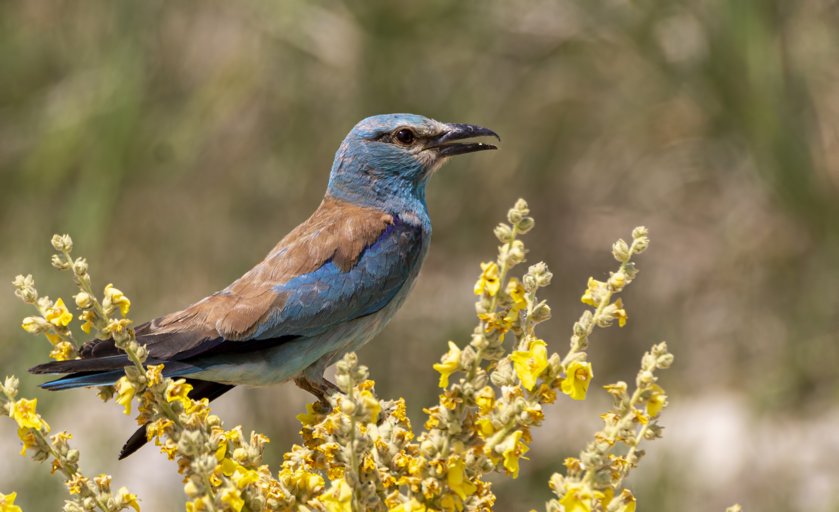 European Roller