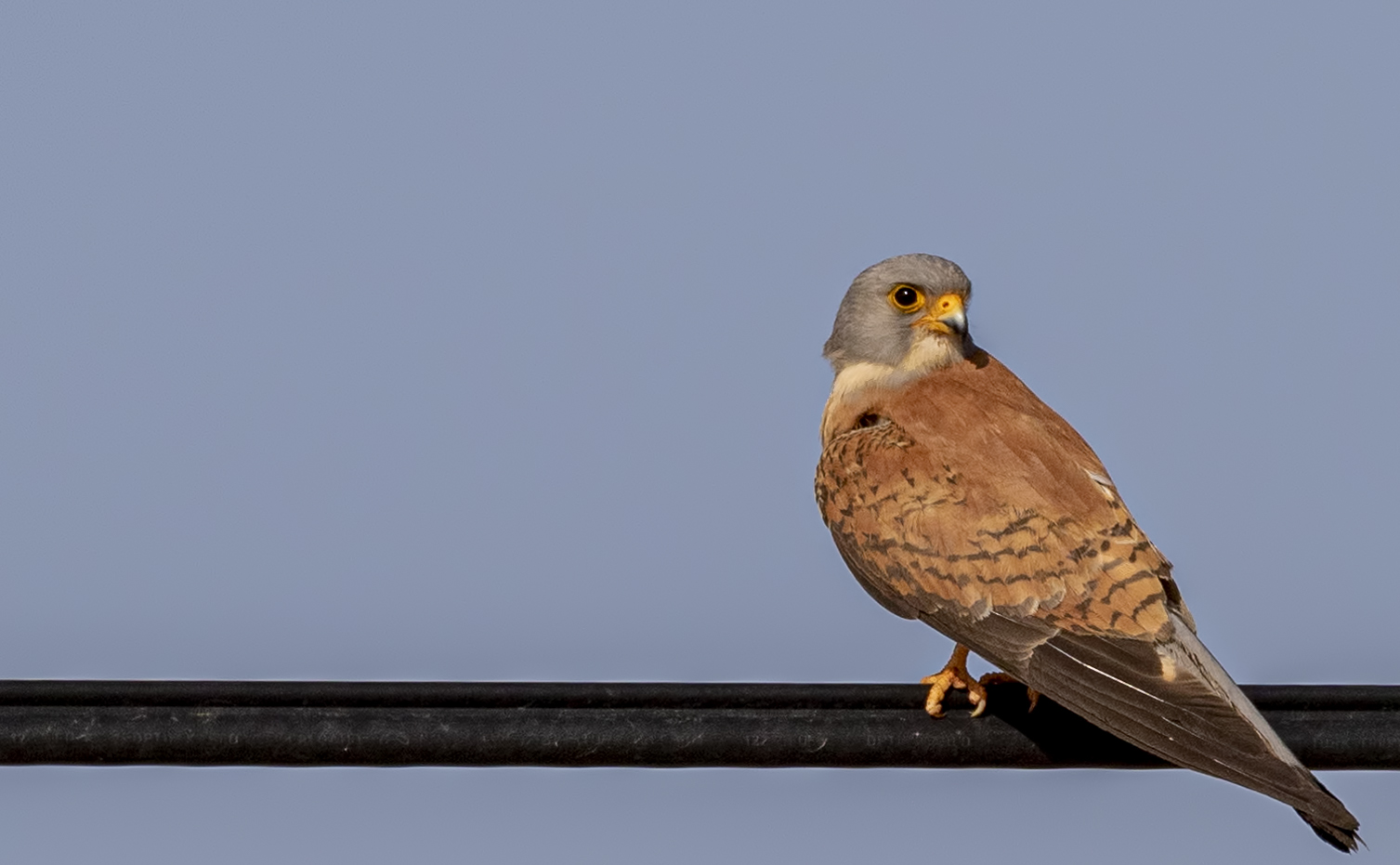 Eurasian Kestrel