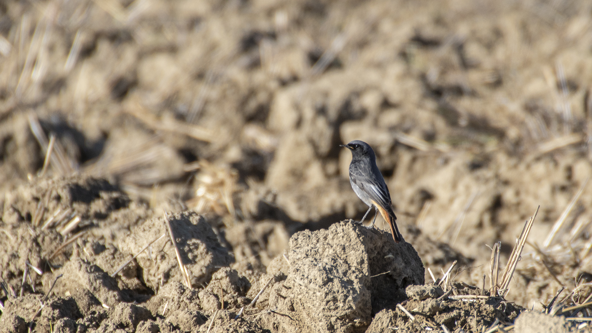 Black Redstart