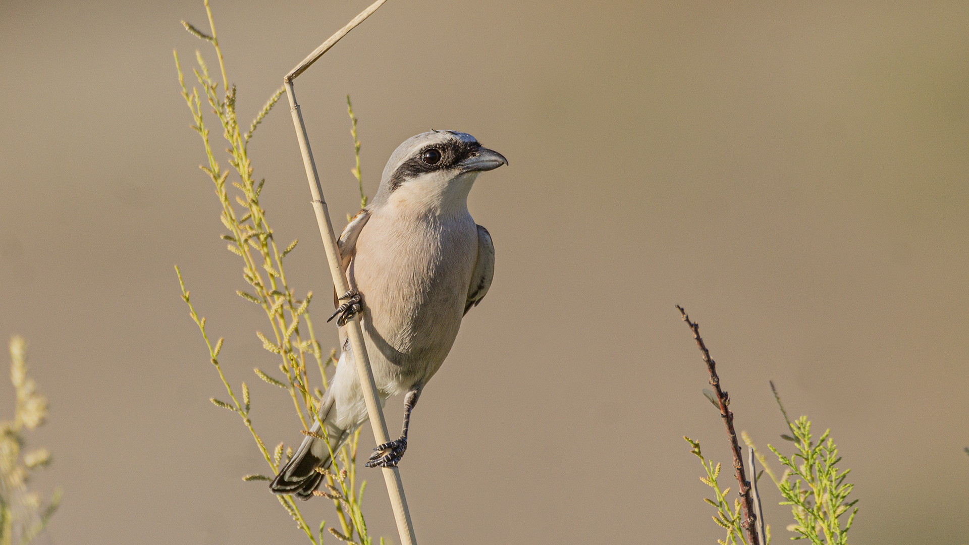Lesser Gray Shrike