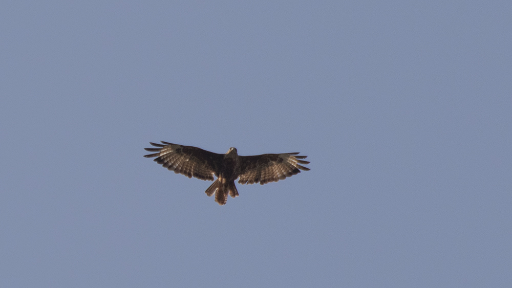 European Honey-buzzard