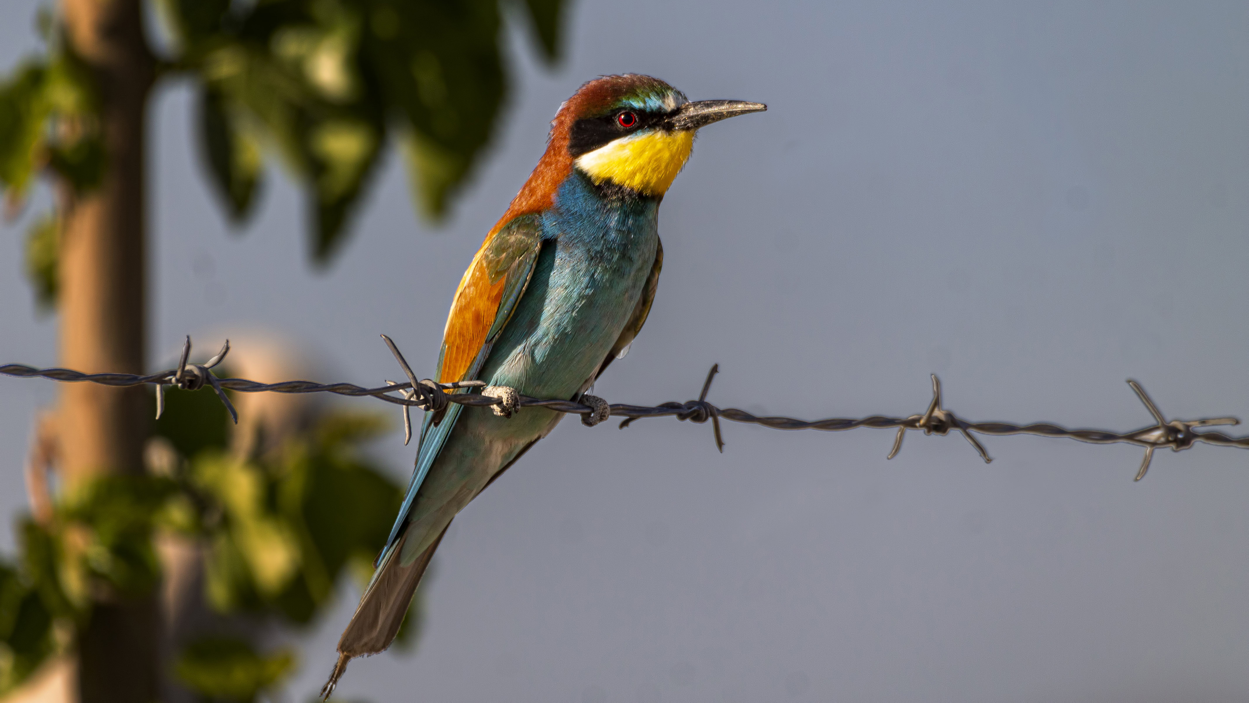 European Bee-eater