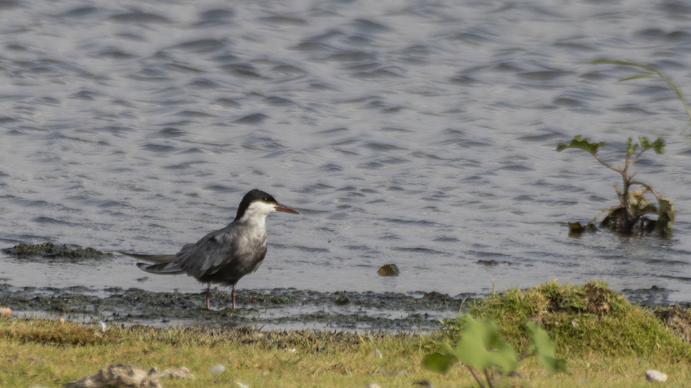 Whiskered Tern