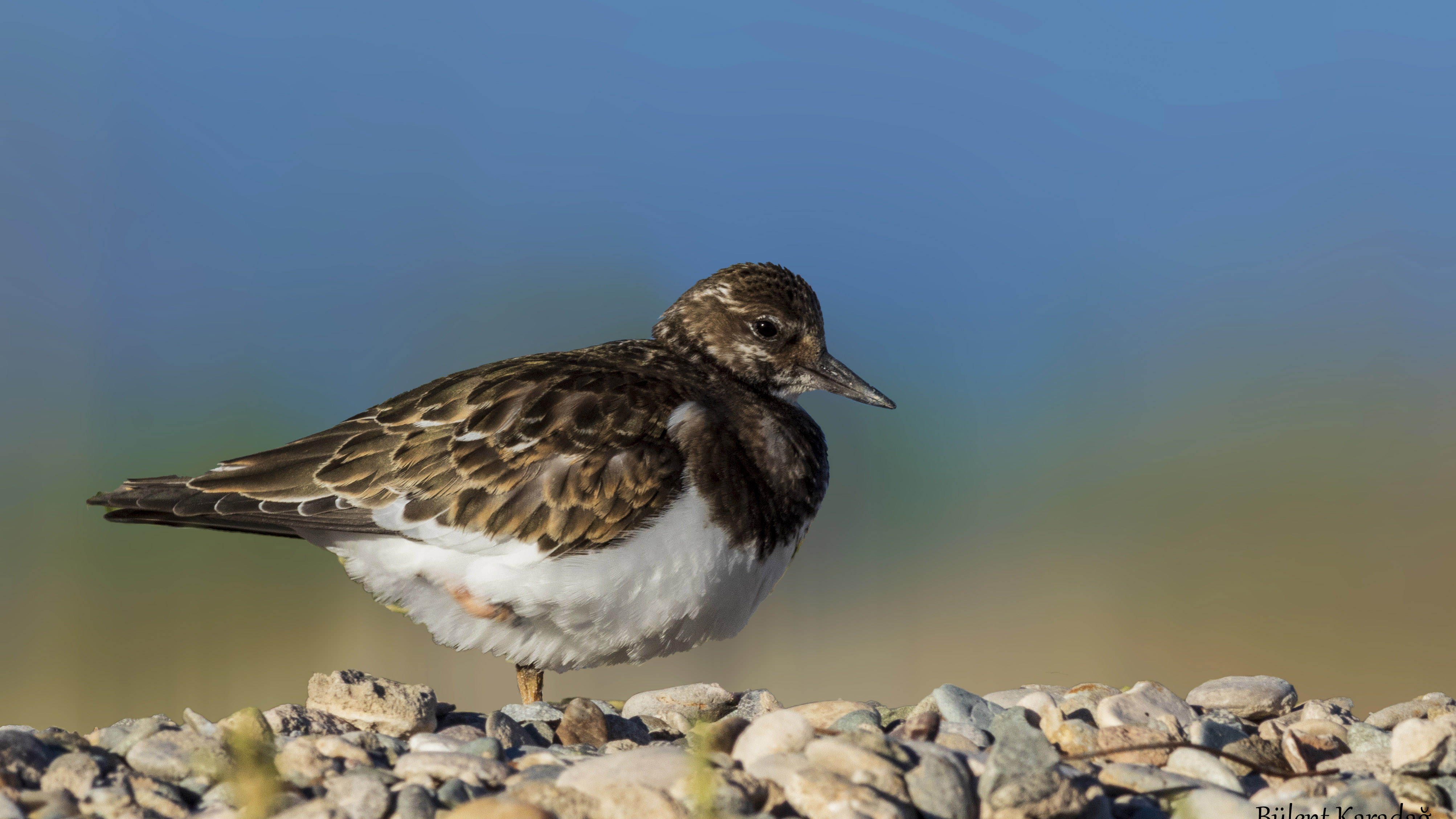 Ruddy Turnstone