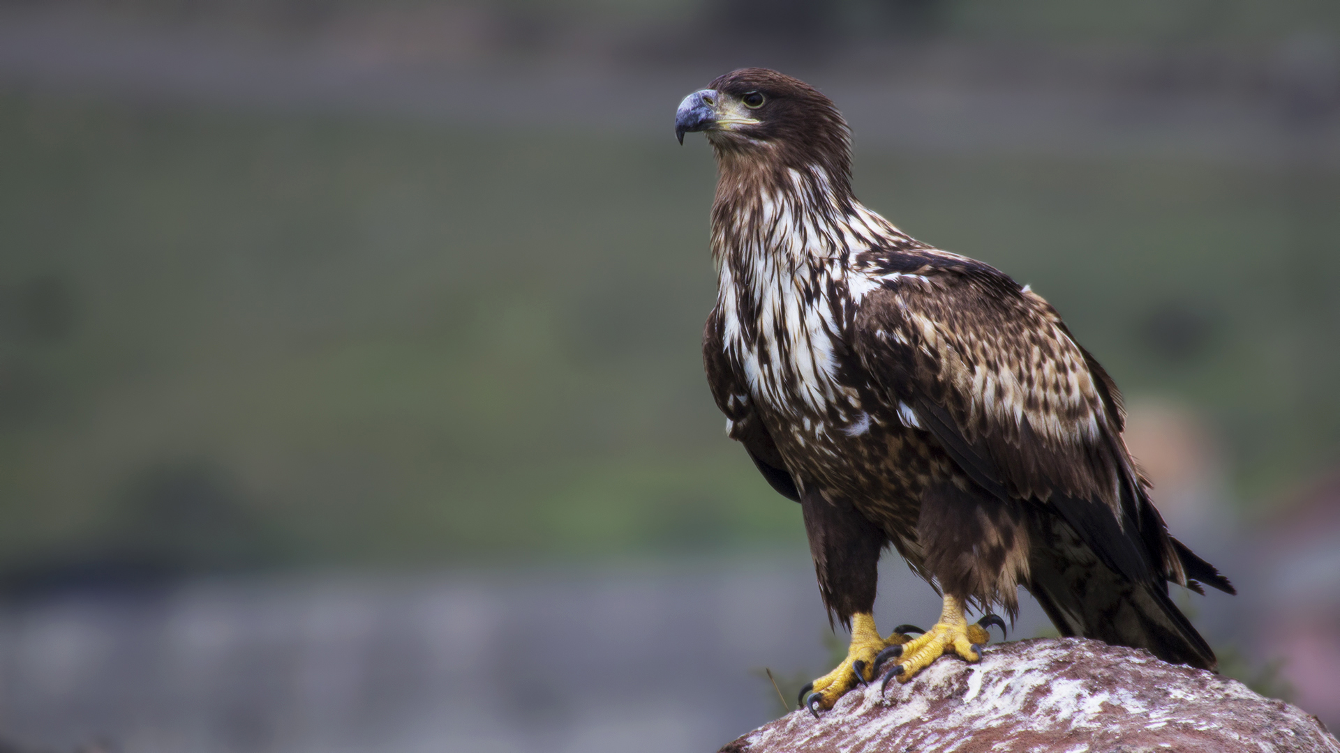 White-tailed Eagle