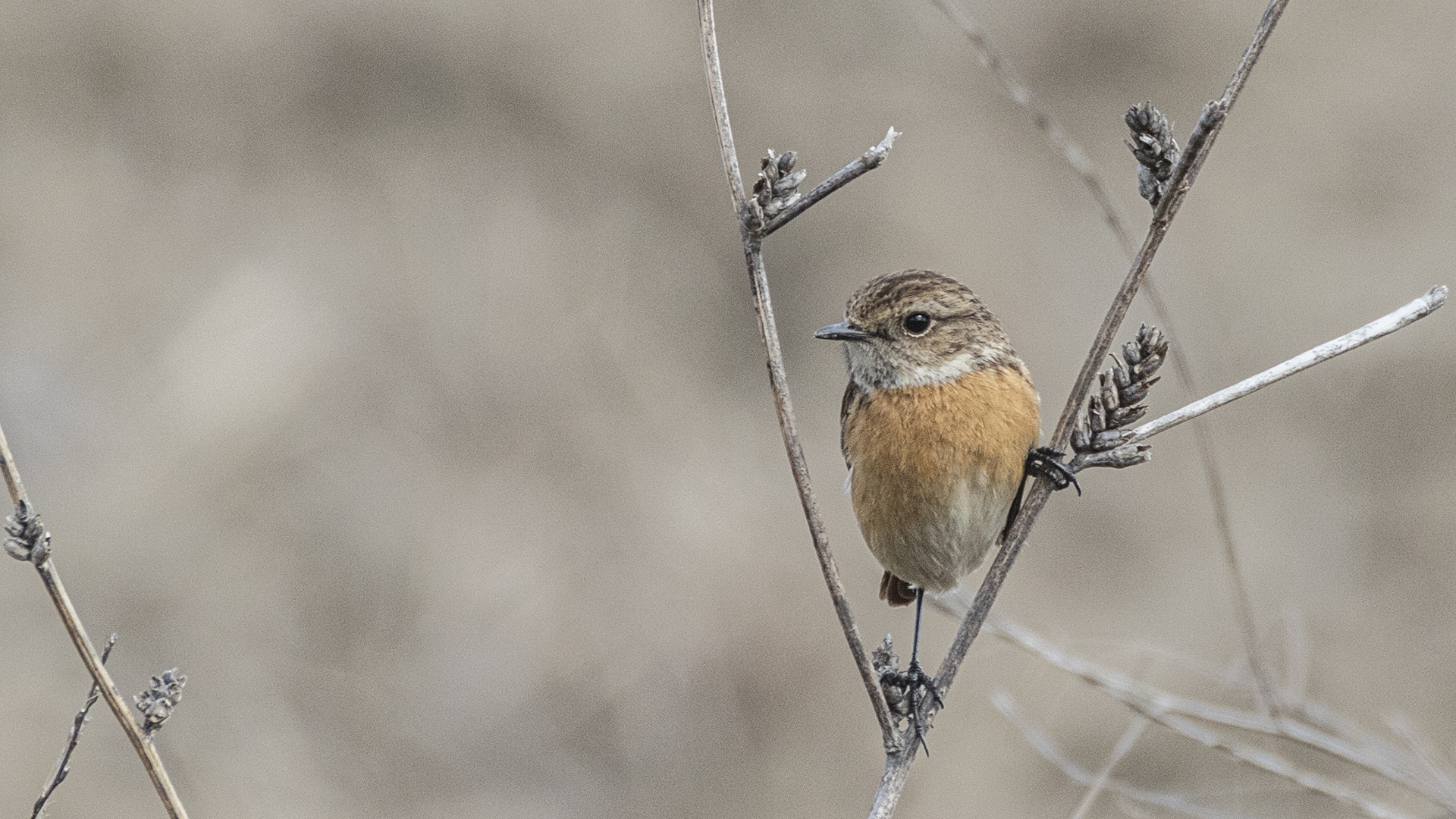 European Stonechat