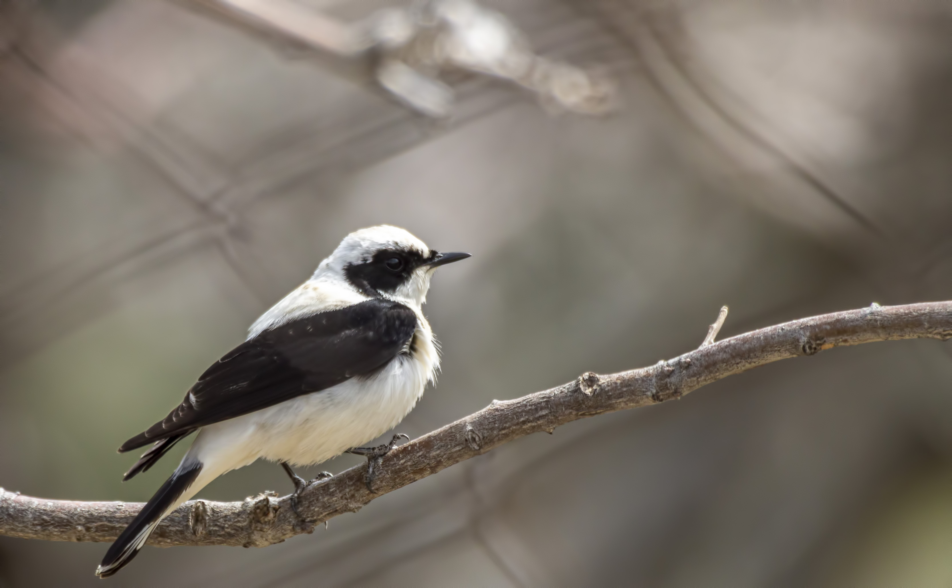Black-eared Wheatear