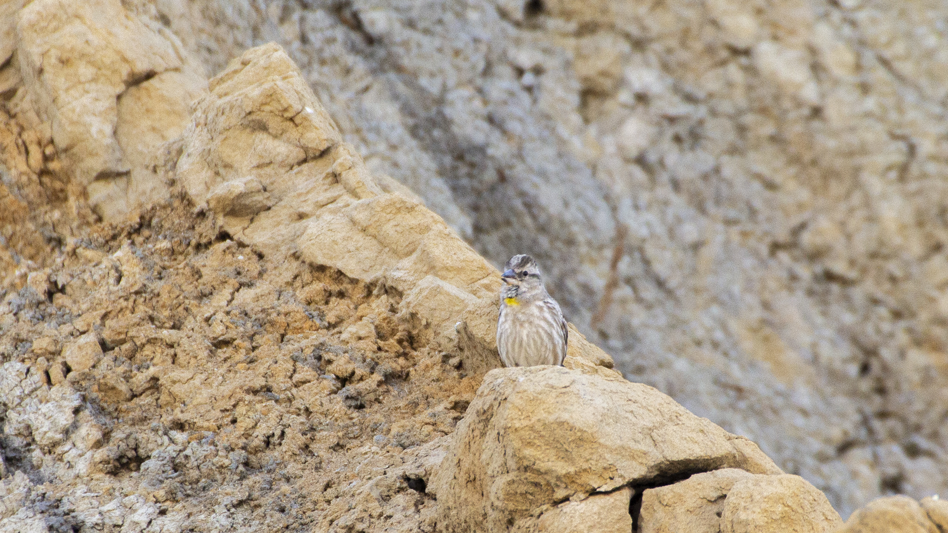 Rock Sparrow
