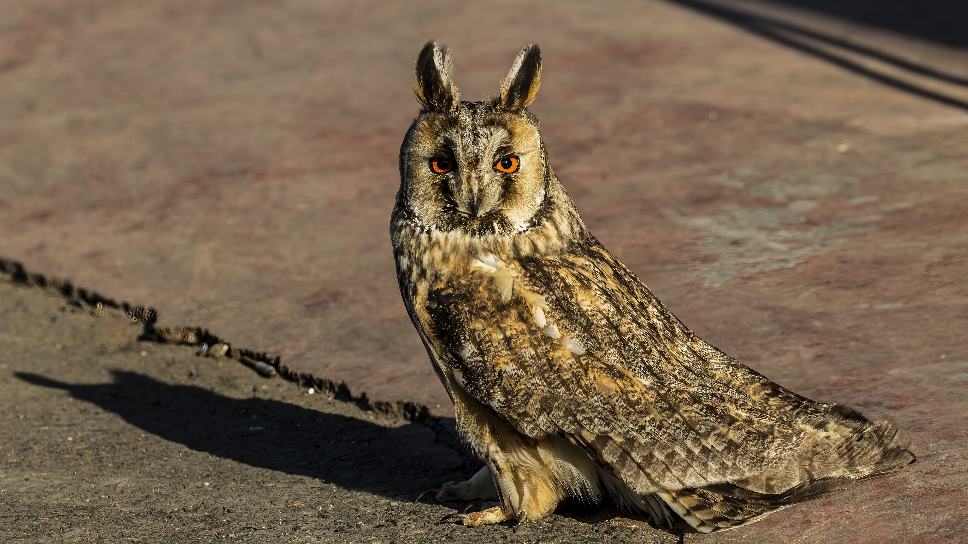 Long-eared Owl